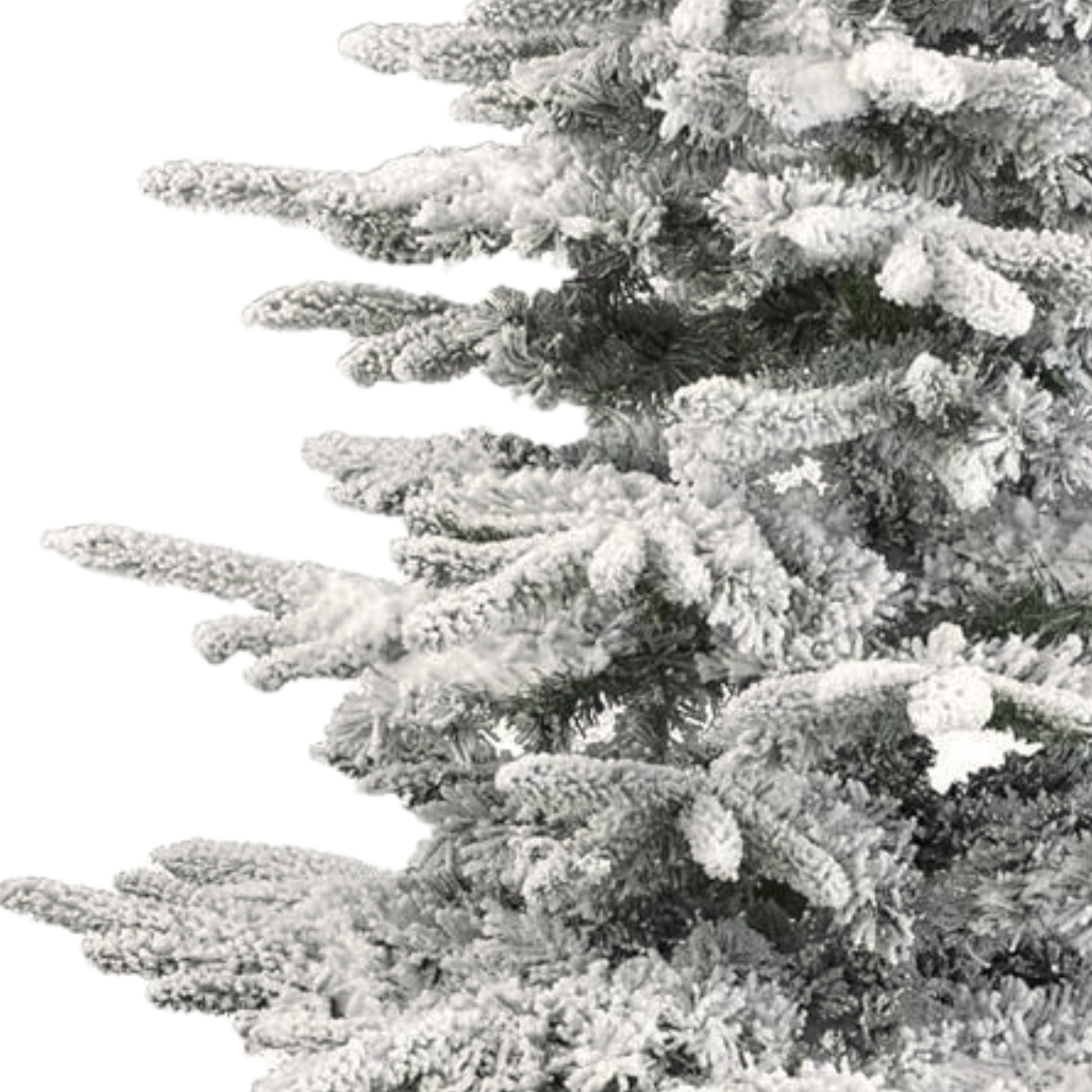 Premium snežna jelka